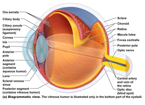 Amazing Facts About the Human Eyes - Unique World