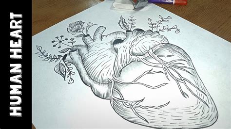 Human Heart Pencil Sketch Pencil drawing sketch heart stock