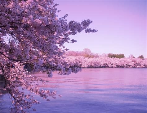 Cherry Blossom Background (68+ images)