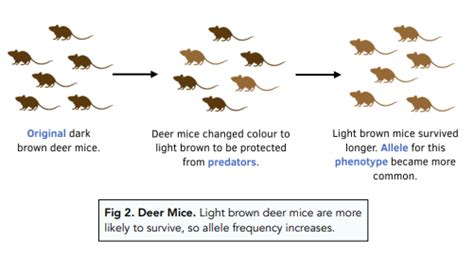 Variation - Evolution and Natural Selection (GCSE Biology) - Study Mind