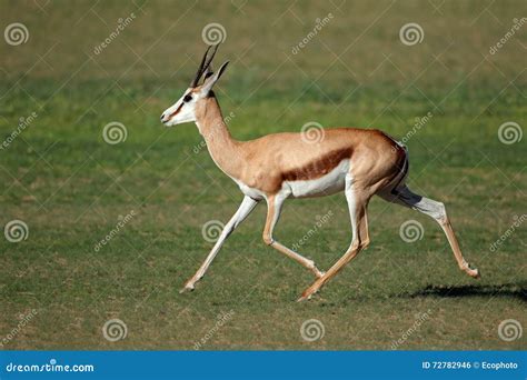 Springbok Antelope Jumping Royalty-Free Stock Image | CartoonDealer.com #43552750