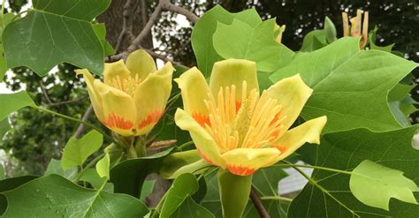 Flowering Tulip Poplar Tree Unrooted Cuttings for Propagation - Etsy