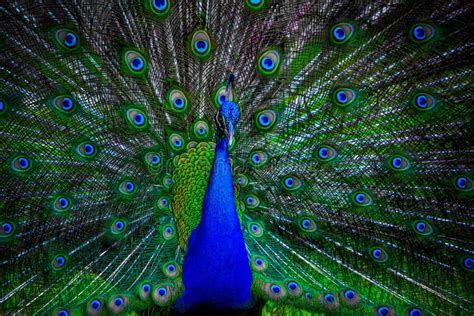 Peacock with spread wings stock image. Image of animal - 109868321