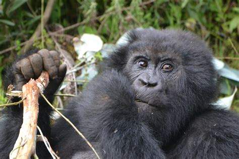 A House Call for Mountain Gorillas | Smithsonian's National Zoo and Conservation Biology Institute