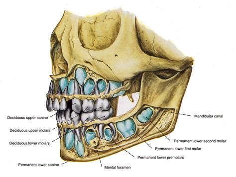 Pin on Teeth