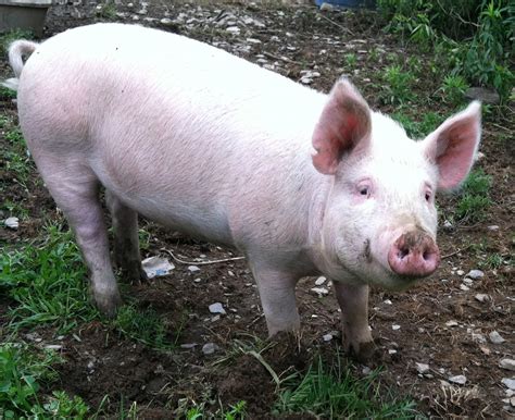 Free photo: pig in farm - Agriculture, Hog, Snout - Free Download - Jooinn