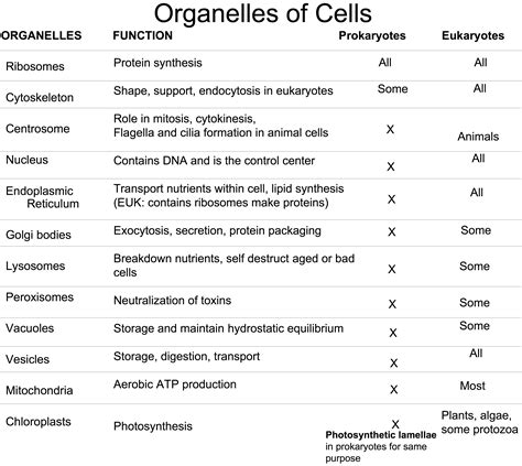 Animal Cell Organelles And Their Functions - Escons