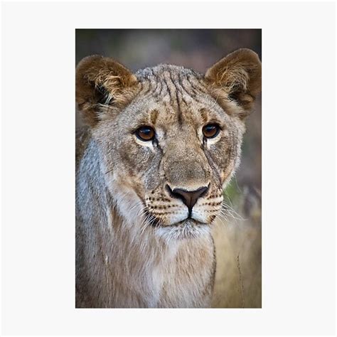 "African Lion Cub Photograph Namibia" Photographic Print by wasootch | Redbubble