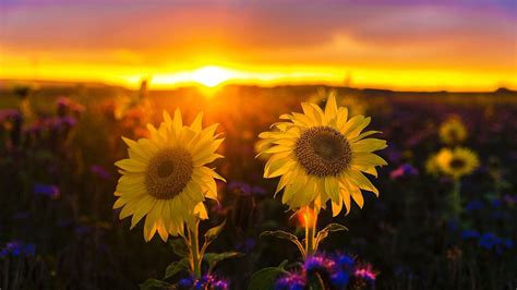 Sunflowers At Sunset Wallpapers - Wallpaper Cave