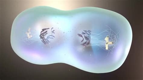 Cell Cycle Mitosis Animation