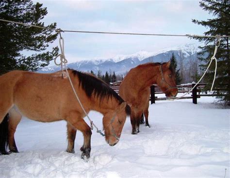 Stan Walchuk Jr, horse wrangling, equine hobbles, horse hobbles, picket rope, horse bells, horse ...