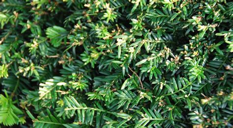 The Best Varieties Of Yew For A Hedge - Gardeninguru