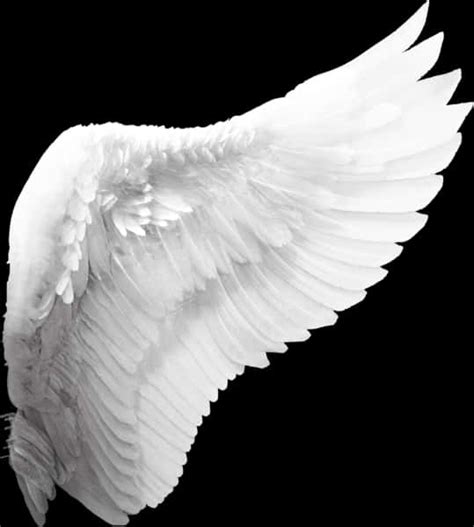 Download Elegant White Angel Wing | Wallpapers.com