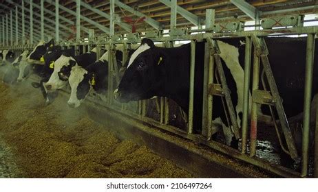 2,258 Cow eating grains Images, Stock Photos & Vectors | Shutterstock