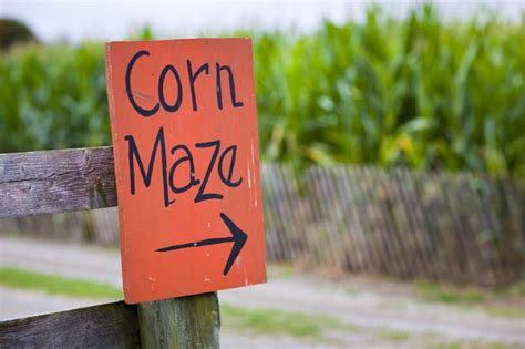 14 Corn Maze Ideas Throughout History | Homesteading Simple Self Sufficient Off-The-Grid ...