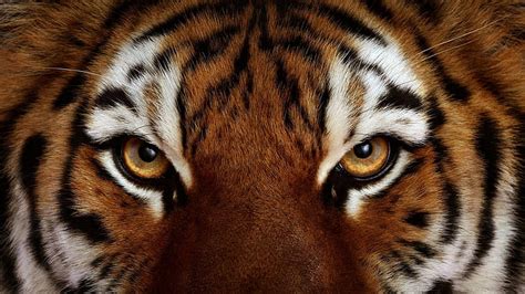 2560x1080px | free download | HD wallpaper: animals, tiger, eyes, closeup | Wallpaper Flare