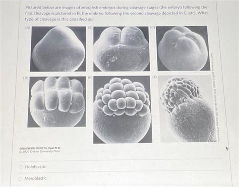 Solved Pictured below are images of zebrafish embryos during | Chegg.com