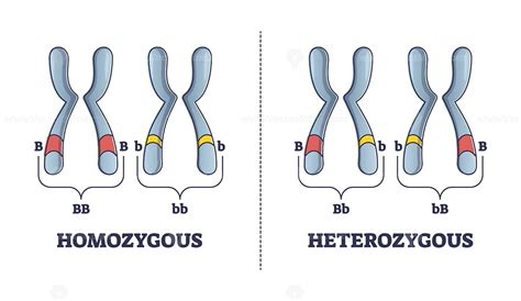 Heterozygous vs homozygous parent gene differences comparison outline diagram – VectorMine