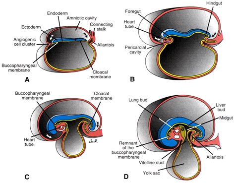 Fetal development, gastrulation and embryonic disc - Biology Stack Exchange | Fetal development ...