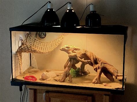 Bearded Dragon Habitat: What Is The Best Tank Setup