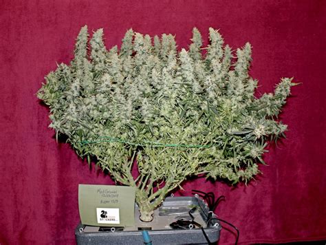 Best Auto Flower Strains 2024 - Venus Jeannine