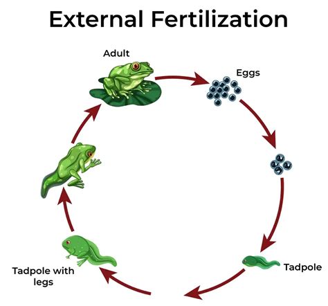 Sexual Reproduction in Animals - Exam Analysis