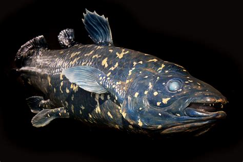 What is a Coelacanth?