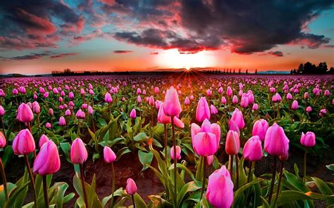 Tulips 1080P, 2K, 4K, 5K HD wallpapers free download | Wallpaper Flare