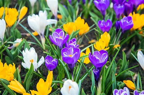 Small White Flowers Early Spring - 22 Early Blooming Flowers For Spring Birds And Blooms - These ...