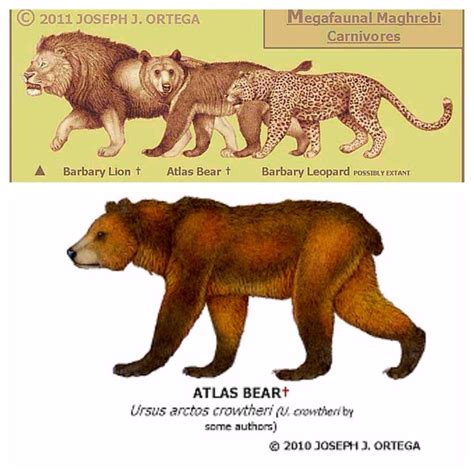 Atlas bear | Dinopedia | FANDOM powered by Wikia