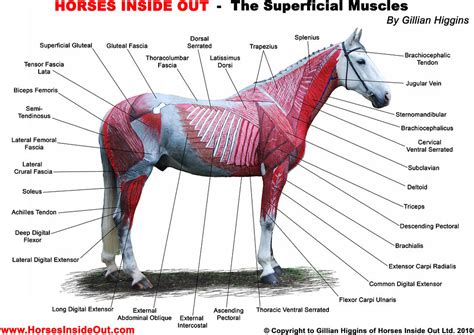 How Muscles Work