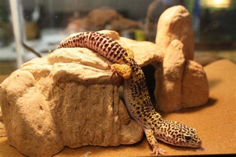 Leopard Gecko Enclosure: How to Set Up The Ideal Tank?