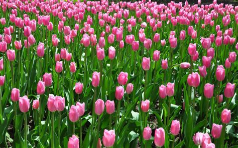 Pink tulips on the field wallpaper - Flower wallpapers - #53203