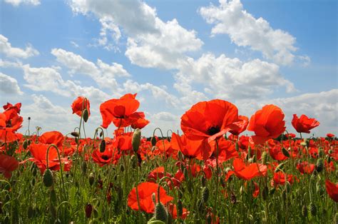 Free photo: Poppies - Field, Flower, Nature - Free Download - Jooinn