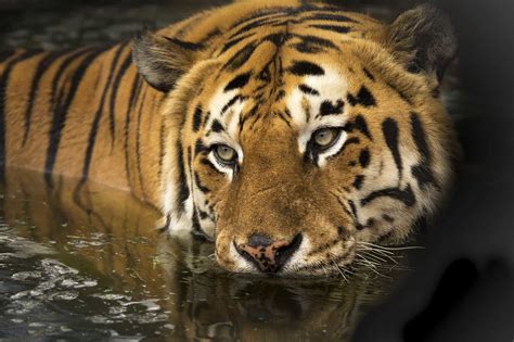 Top 17 Bengal Tiger Facts - Diet, Habitat, Speed & More - Facts.net