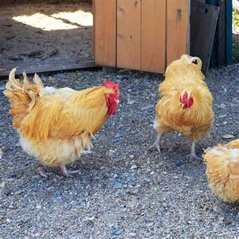 8 of the Best Chicken Breeds for Eggs - Simple Life