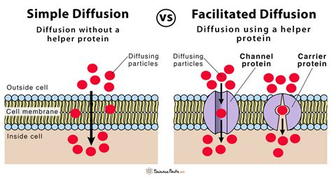 Facilitated Diffusion Examples