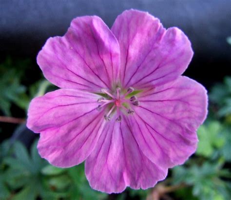 Geranium sanguineum ‘Glenluce’ – Penlan Perennials Nursery