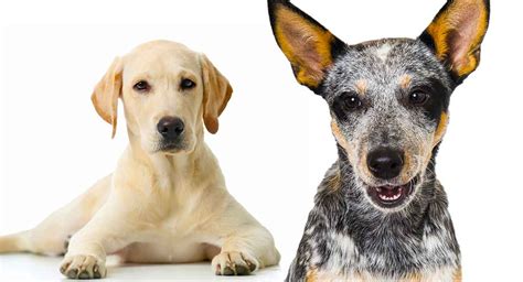 Blue Heeler Lab Mix Dog Breed Profile - Dog Dwell