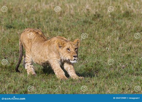 African lion cub stock image. Image of grass, african - 20473989