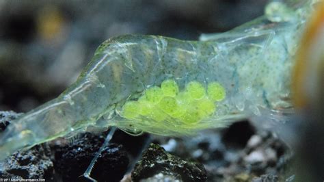 Ghost Shrimp Care, Food, Lifespan, Habitat & Videos