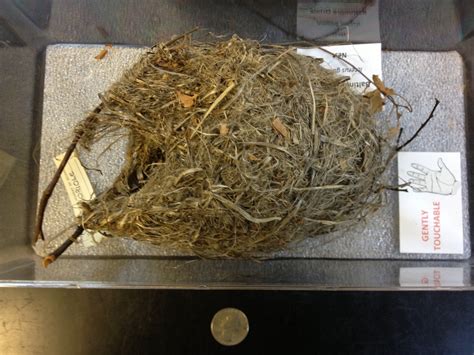 6. Real Bird Nests! - Gretchen Brinza