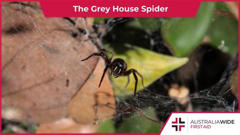 The Grey House Spider Explained