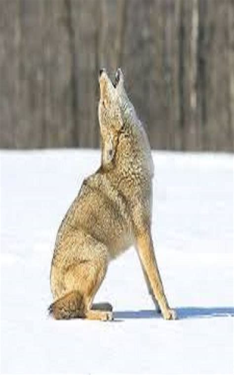 Coyote Calls - App on Amazon Appstore