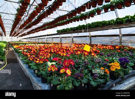 Greenhouses for growing flowers. Floriculture industry Stock Photo - Alamy