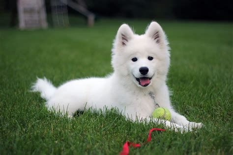 The Samoyed Puppy: Everything You Need to Know about the Ultimate Snow Dog | The Dog People by ...