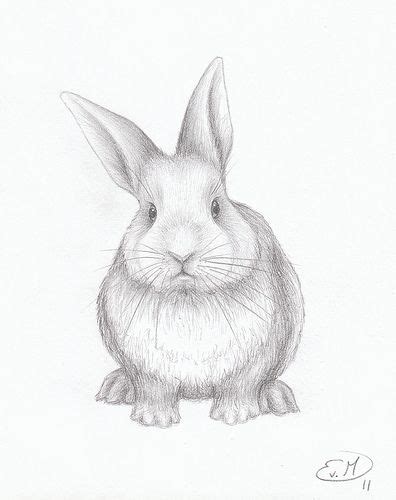 Animal drawings, Realistic drawings, Rabbit drawing