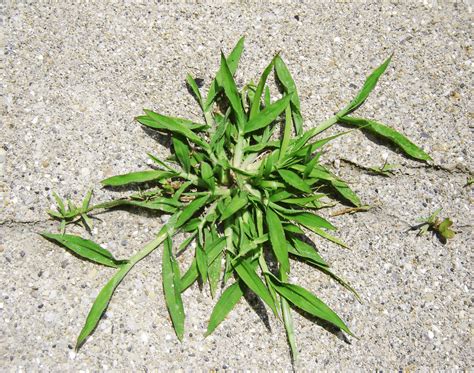 Lawn Tips "Crabgrass"My Fertilizing Company