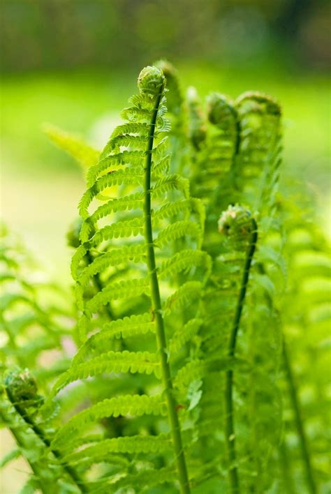 Grow Foolproof Ferns in Your Shade Garden - Birds and Blooms