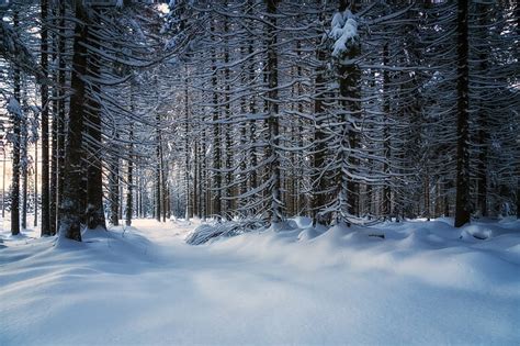 HD wallpaper: landscape photo of snowy forest, 6D, Canon, Harz, Winter, Wald | Wallpaper Flare